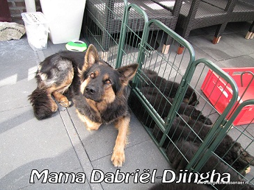 Mama Djingha met haar pups